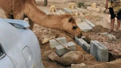 ناقة تتبع جنازة مسنّة حتى القبر في الطويلة.. واقعة غامضة تشعل الجدل! 1