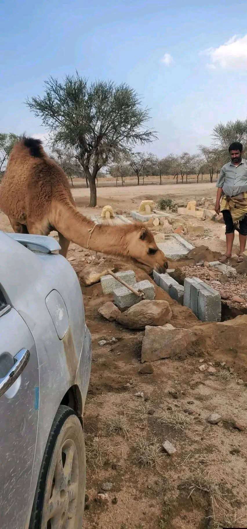 ناقة تتبع جنازة مسنّة حتى القبر في الطويلة.. واقعة غامضة تشعل الجدل! 1
