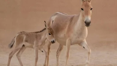 في حدث نادر عالميًا.. السعودية تحتفي بولادة أحد أندر الحيوانات على وجه الأرض 3