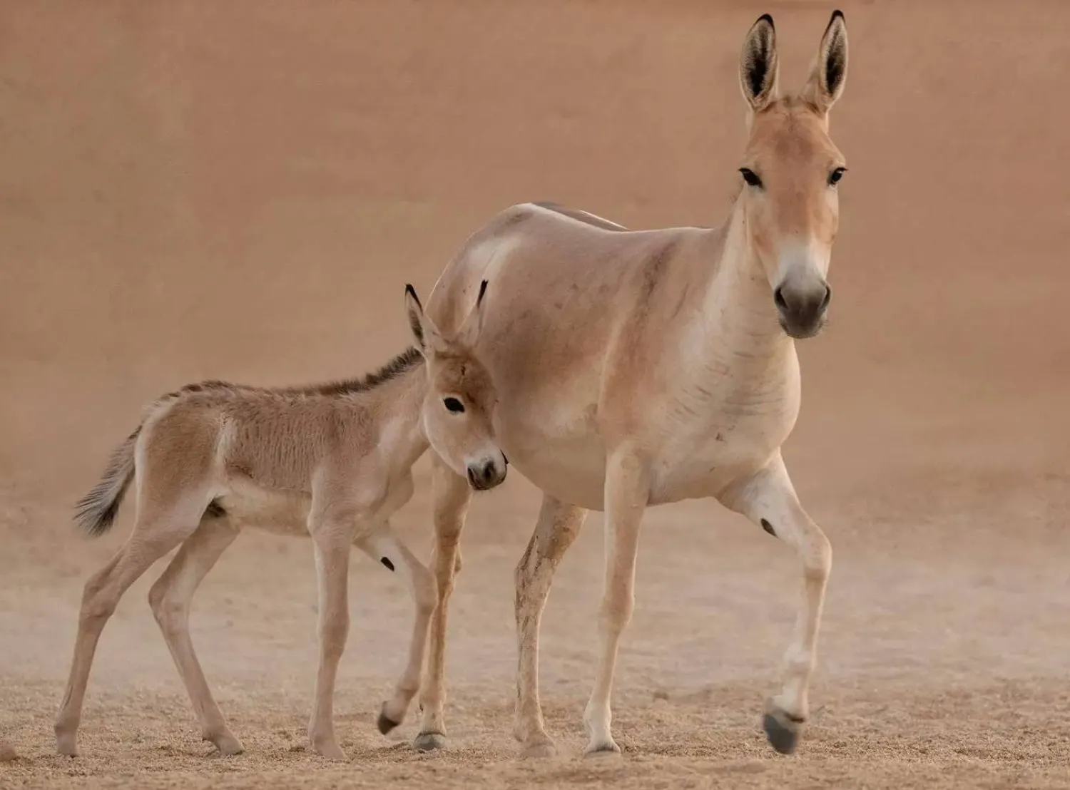 في حدث نادر عالميًا.. السعودية تحتفي بولادة أحد أندر الحيوانات على وجه الأرض 1