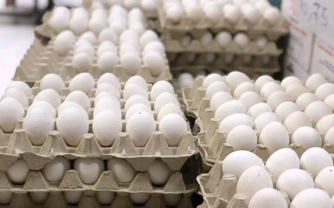 بسبب نظام الطيبات.. أسعار البيض تتراجع بشكل غير مسبوق في عدن 1