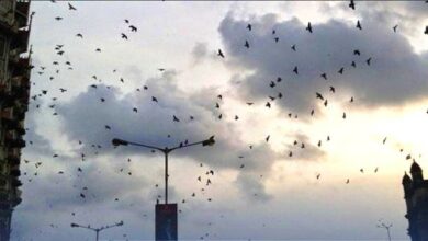 تصاعد المطالبات بإطلاق. حملة شاملة للحد من انتشار الغربان في عدن 2