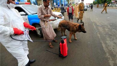 الكلاب الشاردة تحاصر اليمنيين... ولقاحات داء الكلب في قبضة السوق السوداء 4