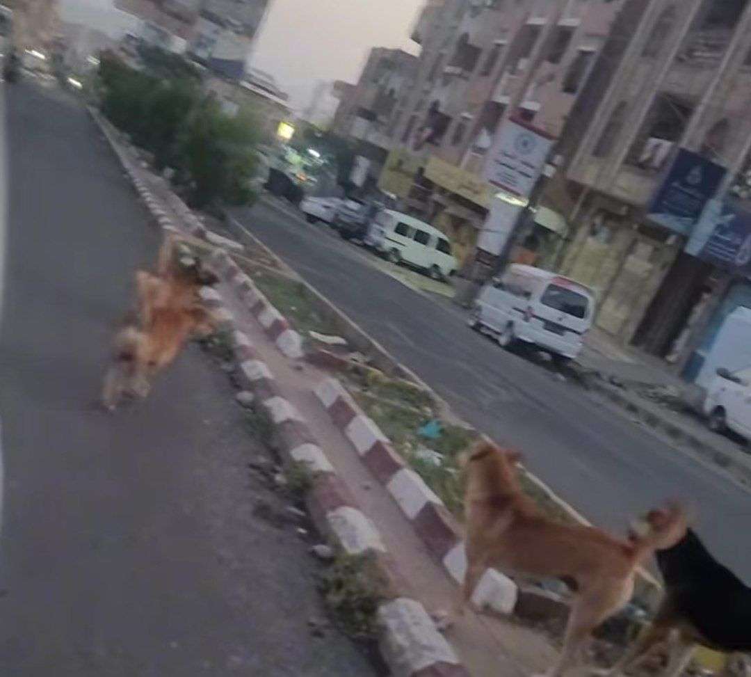 مخاوف بين سكان تعز بعد انتشار الكلاب الضالة في الشوارع والأحياء 1