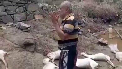 صاعقة رعدية تفجع مربي مواشي في حجة وتقضي على مصدر رزقه بالكامل 2