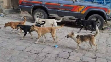 بعد وفاة طفل.. تسجيل أربع إصابات جديدة بعضات كلاب في تعز يثير مخاوف السكان 3