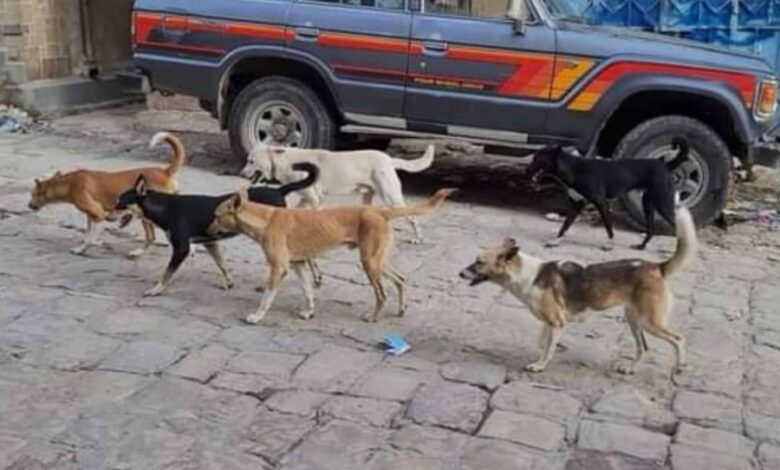 بعد وفاة طفل تسجيل أربع إصابات جديدة بعضات كلاب في تعز يثير مخاوف السكان بعد وفاة طفل تسجيل أربع إصابات جديدة بعضات كلاب في تعز يثير مخاوف السكان