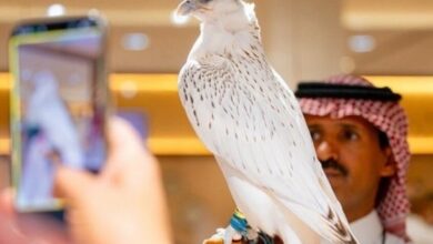 بـ1.3 مليون ريال.. صقر يحطم الأرقام ويصبح ثاني أغلى صقر في تاريخ المزادات السعودية 2