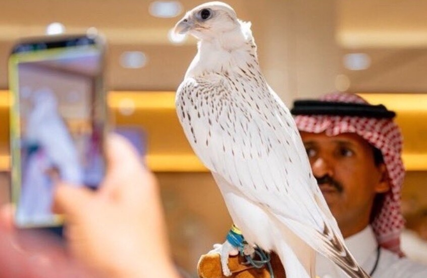 بـ1.3 مليون ريال.. صقر يحطم الأرقام ويصبح ثاني أغلى صقر في تاريخ المزادات السعودية 1