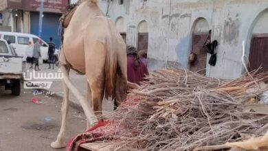 الحطب يعود إلى شوارع عدن.. أزمة الغاز تعيد سكان المدينة إلى زمن المواقد القديمة 2