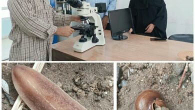 باحثون من جامعة عدن يرصدون نوعًا غازيًا جديدًا من الرخويات في أبين 5