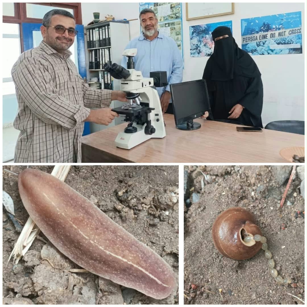باحثون من جامعة عدن يرصدون نوعًا غازيًا جديدًا من الرخويات في أبين 1